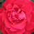 Czerwony  - Róże rabatowe grandiflora - floribunda - Burning Love®